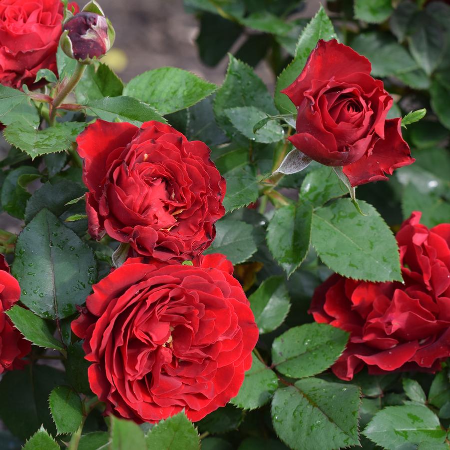 Rosa Floribunda Dancing in the Dark™ PPAF