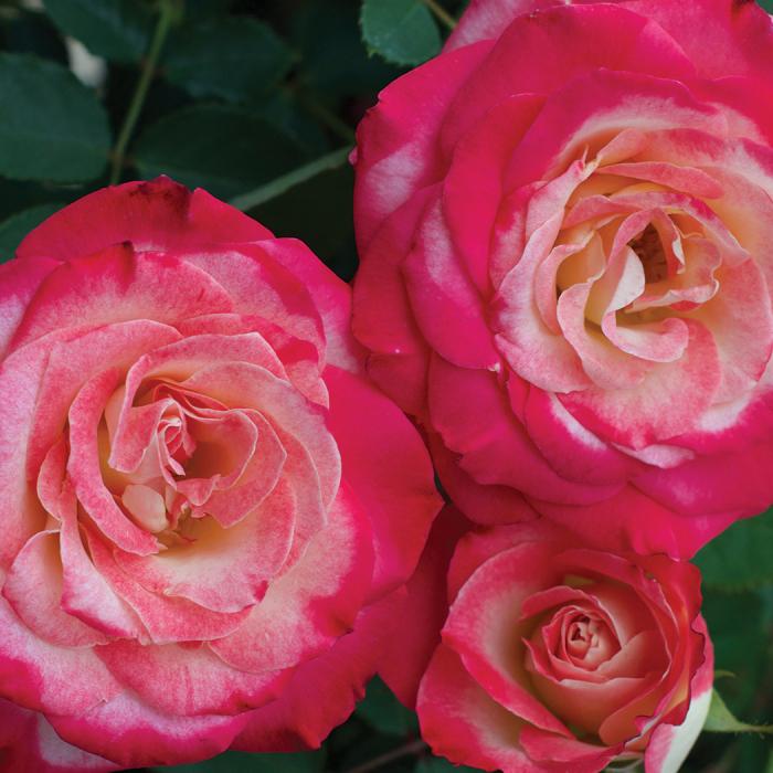 Rosa Floribunda My Bouquet® White Lies™ PPAF