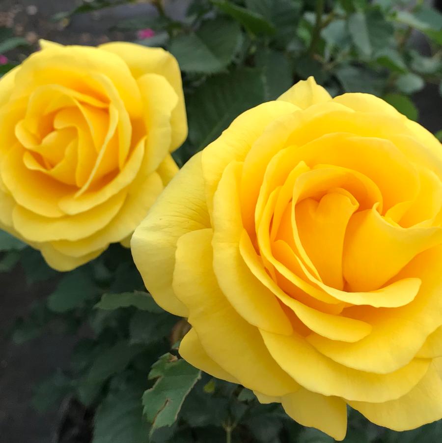 Rosa Floribunda Sol Desire™