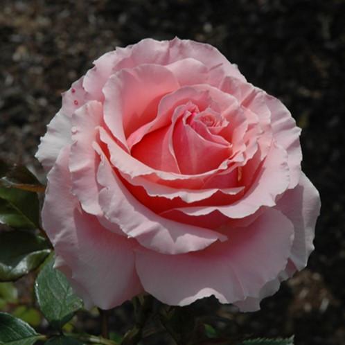 Rosa Grandiflora Tournament of Roses PP672