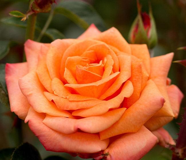 Rosa Hybrid Tea Arizona