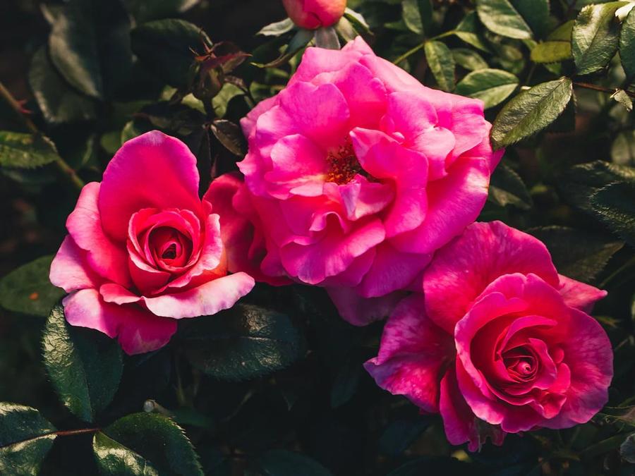 Rosa Hybrid Tea Barbra's Baby™ PPAF