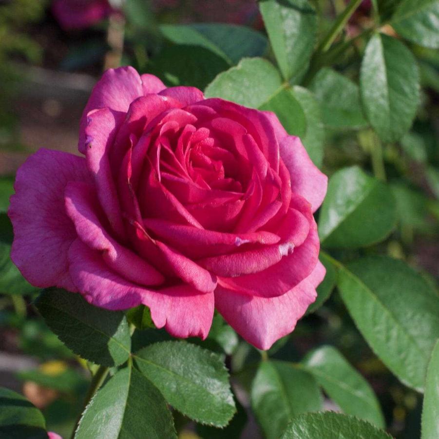 Rosa Hybrid Tea Givenchy