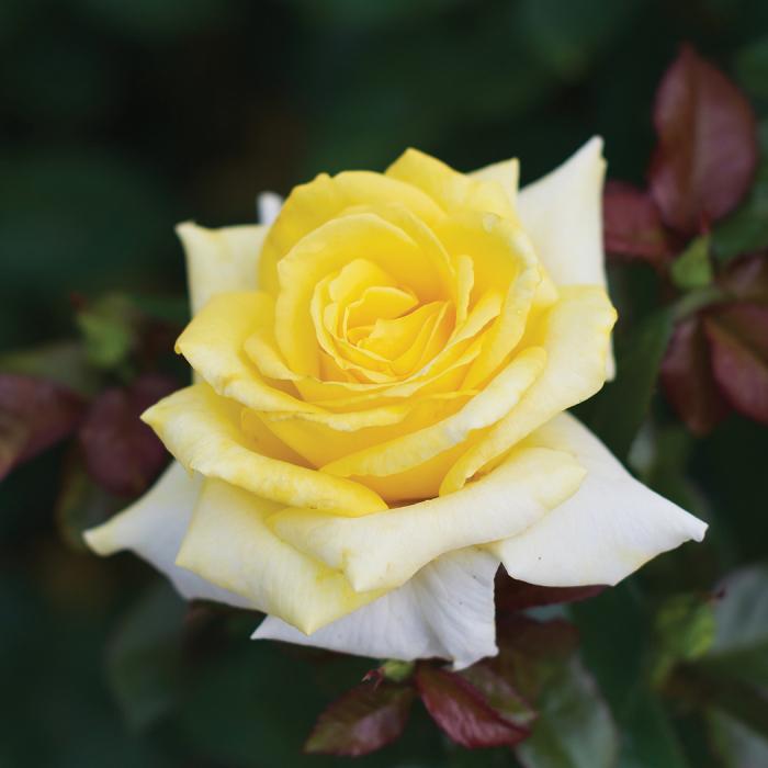 Rosa Hybrid Tea Lemontini™