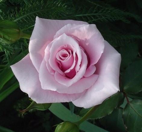 Rosa Hybrid Tea Mom's Rose