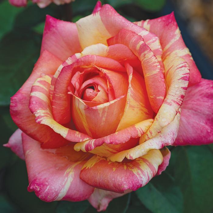 Rosa Hybrid Tea Peach Swirl™