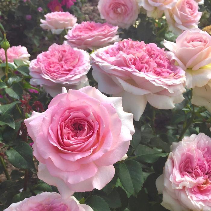 Rosa Hybrid Tea Prom Night™ PPAF