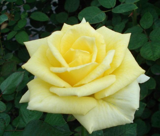 Rosa Hybrid Tea Sunbright