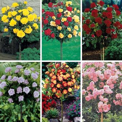 Rose Mini Tree 18 Assorted