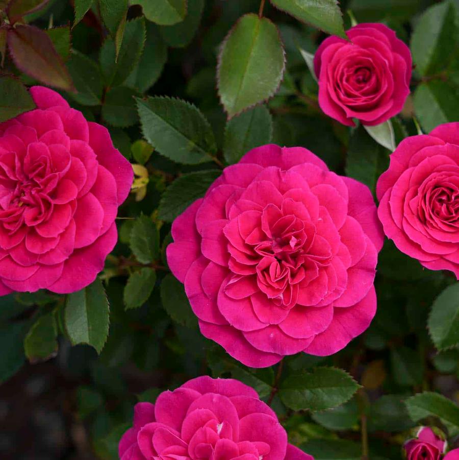 Rosa Mini Tree 18 Sunblaze® Dragon Fruit PP36023