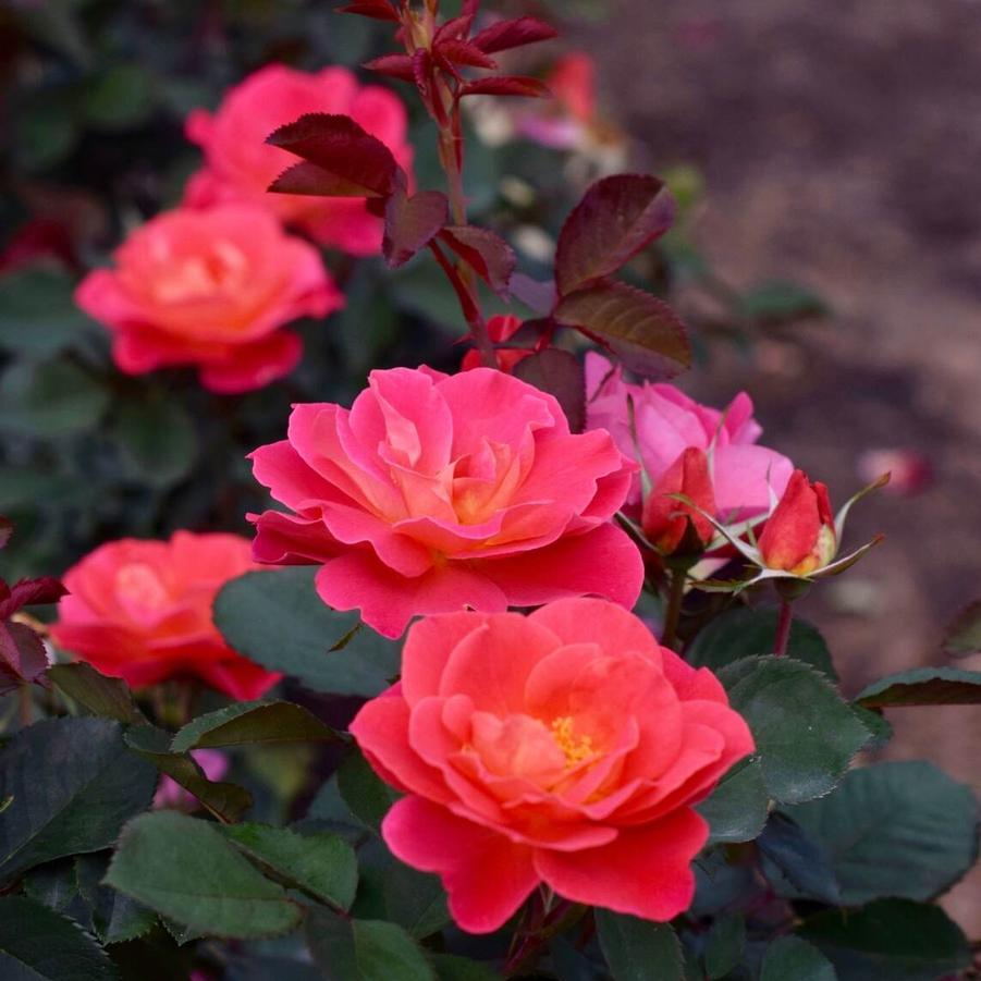 Rosa Shrub Coral Miracle™ PPAF