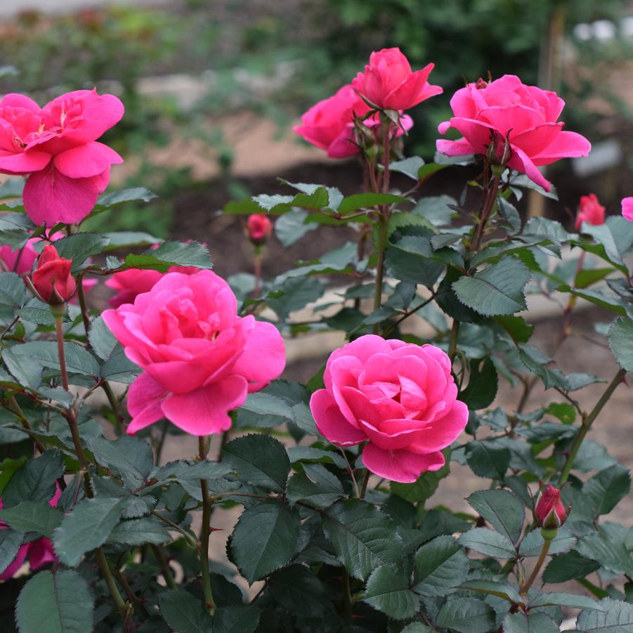 Rosa Shrub Pink Miracle™ PPAF