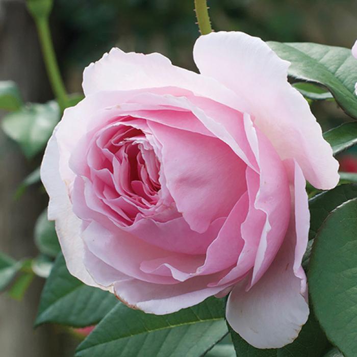 Rosa Shrub Scentuous™ PPAF