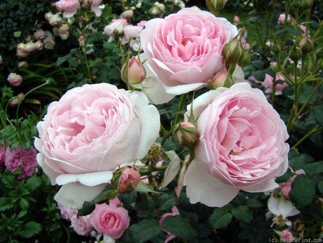 Rosa Tree 36 Scepter'd Isle®