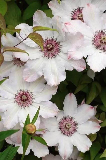 Clematis Snow Queen