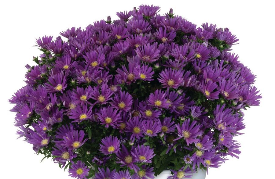 Aster dumosus Aurora Purple
