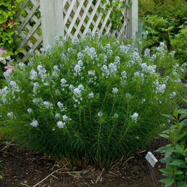 Amsonia 