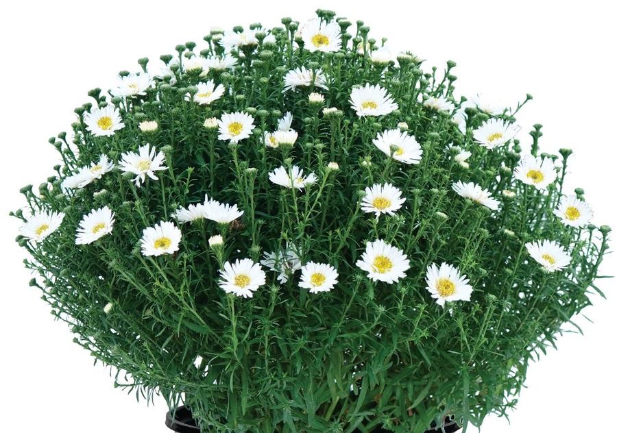 Aster dumosus Aurora White
