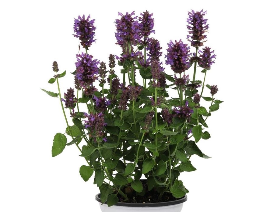 Agastache Honeysticks Purple