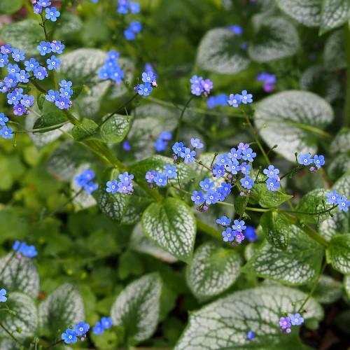 Brunnera macrophylla Sea Heart PP24684