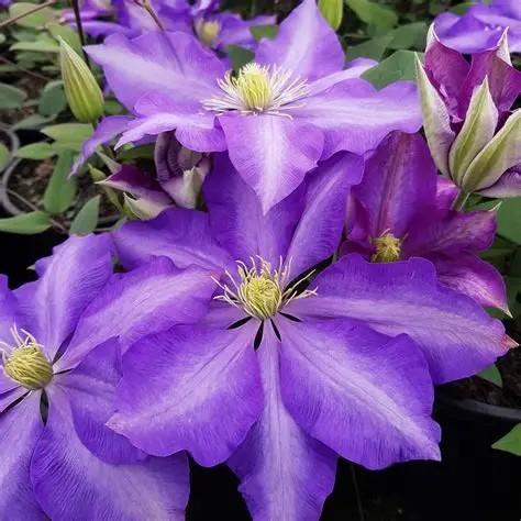 Clematis Daniel Deronda