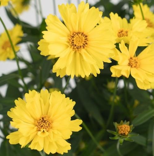 Coreopsis Leading Lady™ Sophia