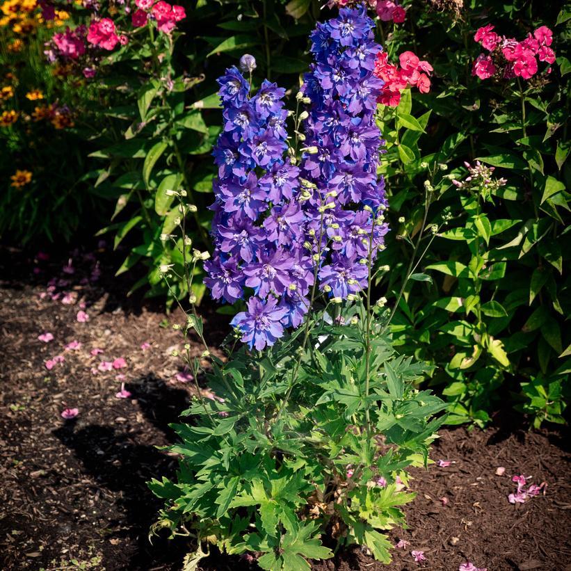 Delphinium elatum Laser Beam™ PP36982