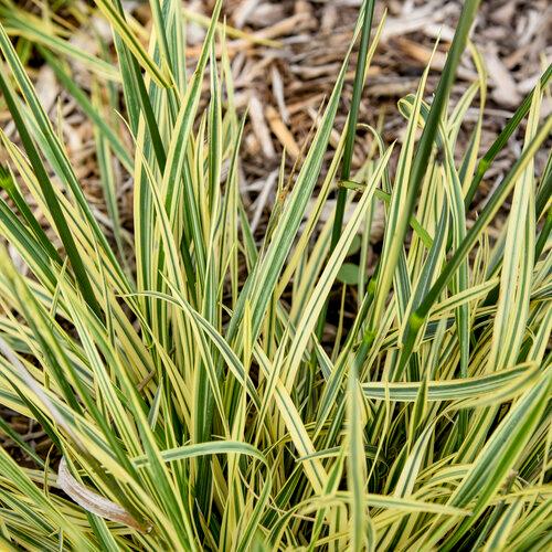 Festuca arundi. Perfect Edging PPAF