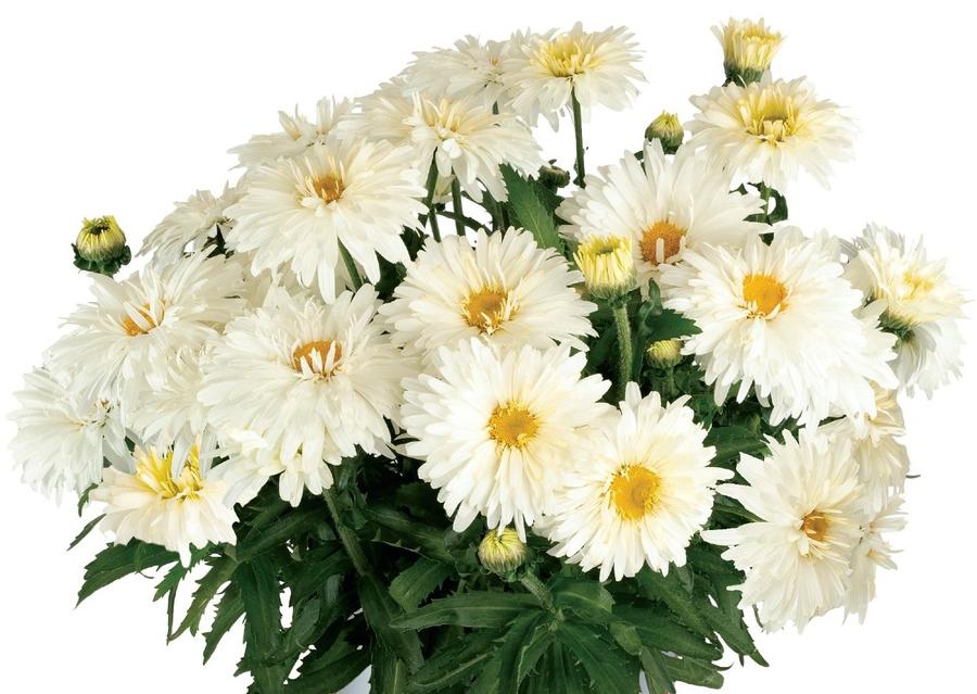 Leucanthemum Sweet Daisy™ Chloe