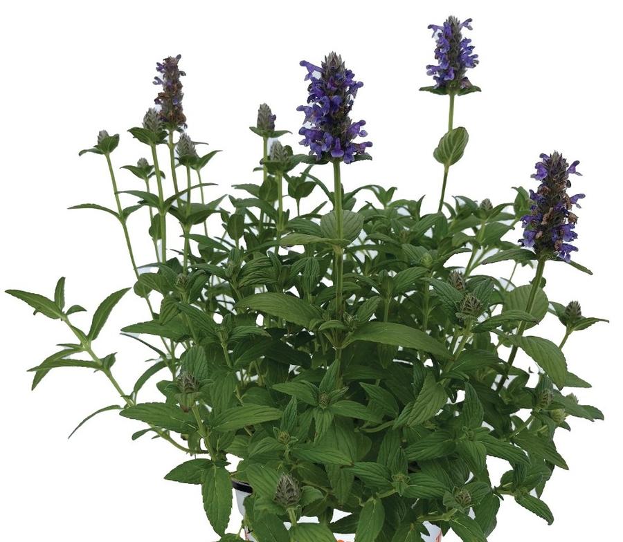 Nepeta Tranquil Purple