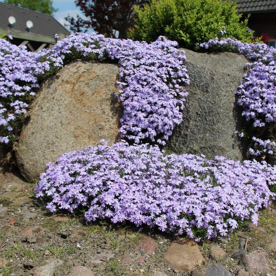 Phlox subulata Emerald Cushion Blue