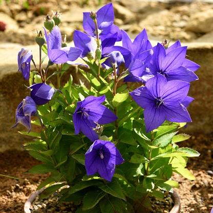 Platycodon grandiflorus Astra Blue