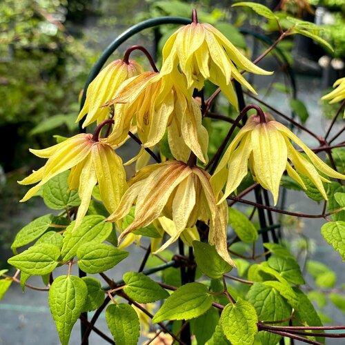 Clematis Funyella®