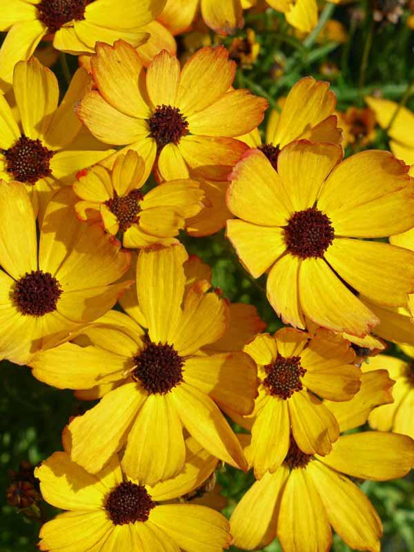 Coreopsis Permathread™ Buttered Rum PP32739