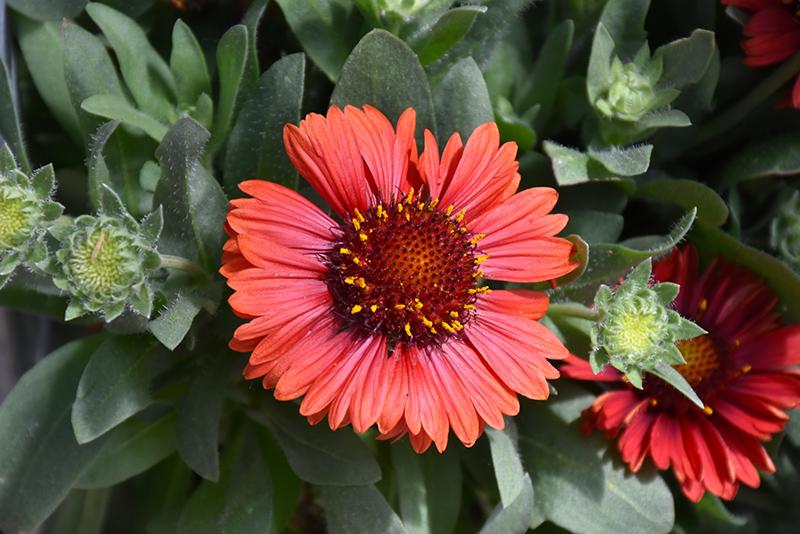 Gaillardia aristata Spintop™ Red PPAF