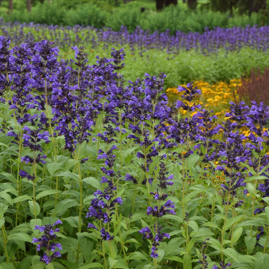 Nepeta Prelude™ Purple PP33997