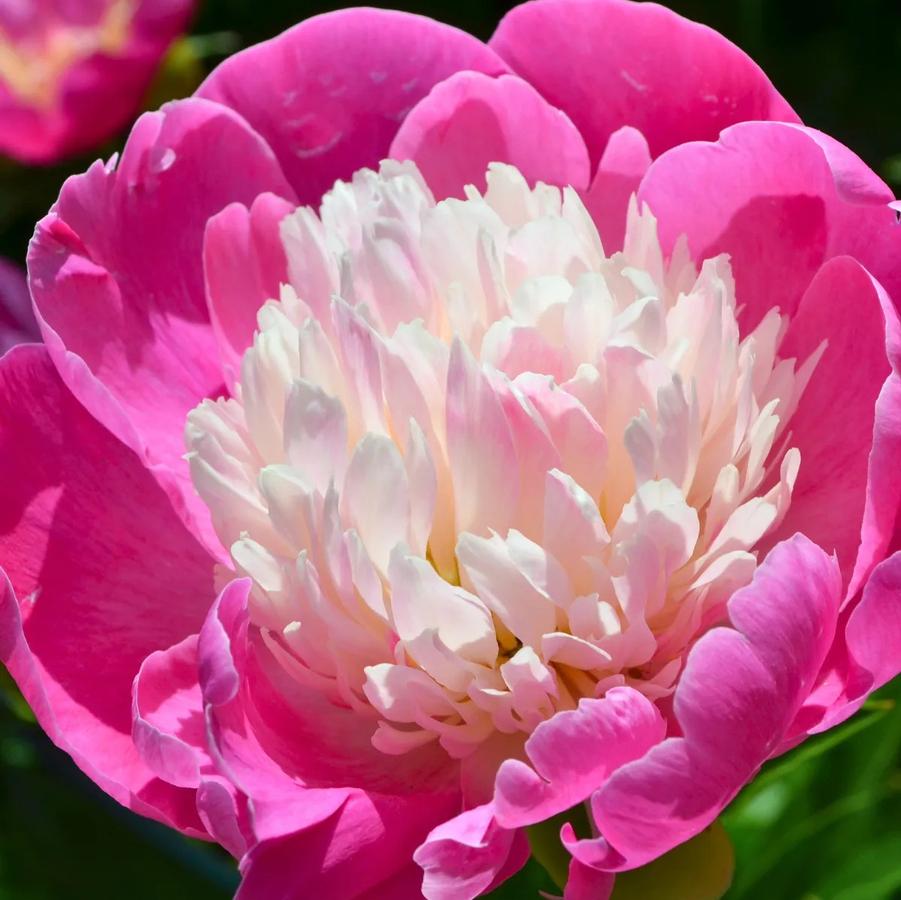 Paeonia lacttiflora White Cap