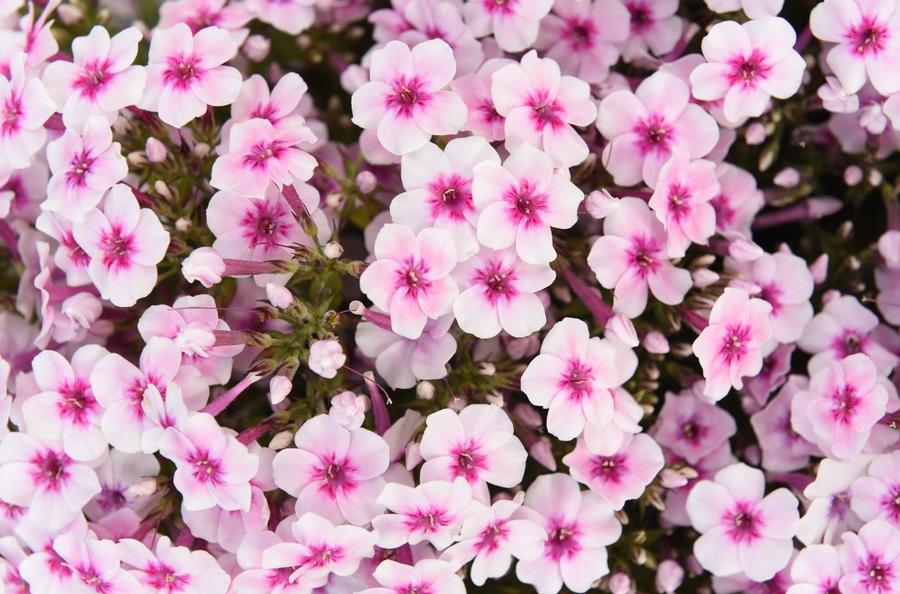 Phlox paniculata Early® Pink