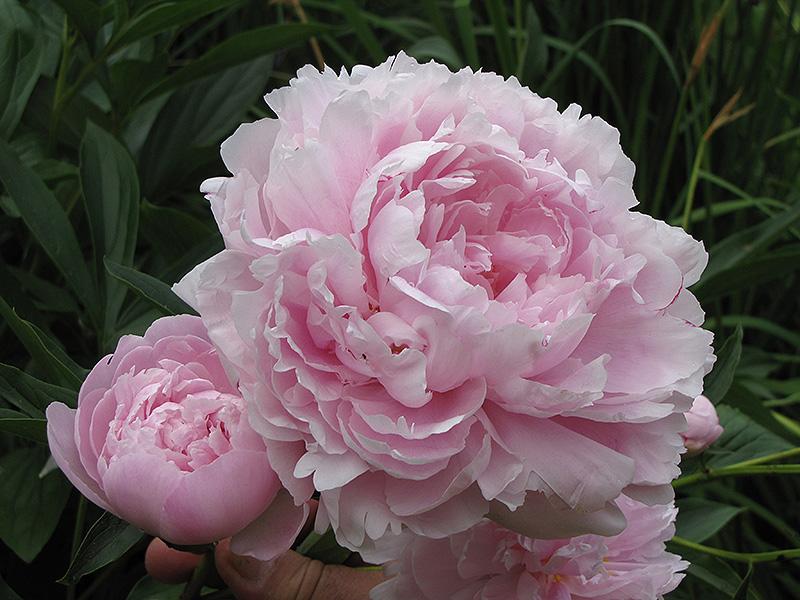Paeonia lacttiflora Pink Double