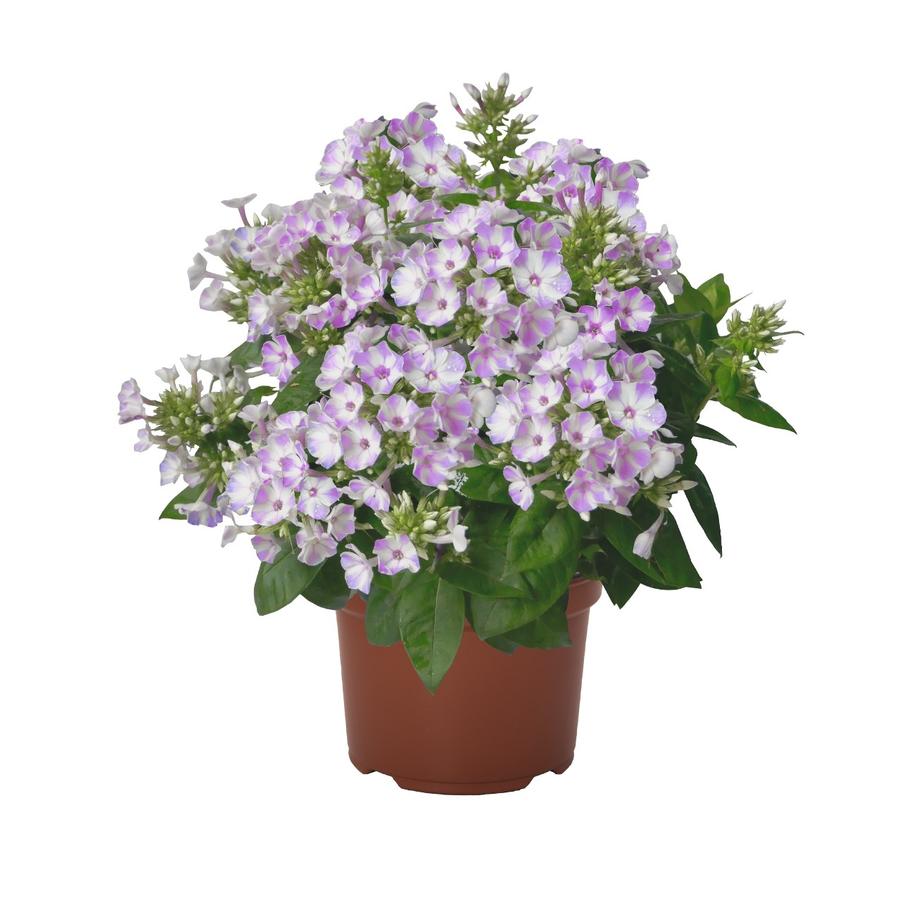 Phlox paniculata Flame™ Lilac Star