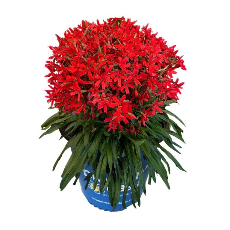 Silene virginica Forged by Fire PP36247