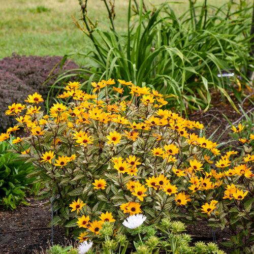 Heliopsis helianthoides Touch of Blush PPAF