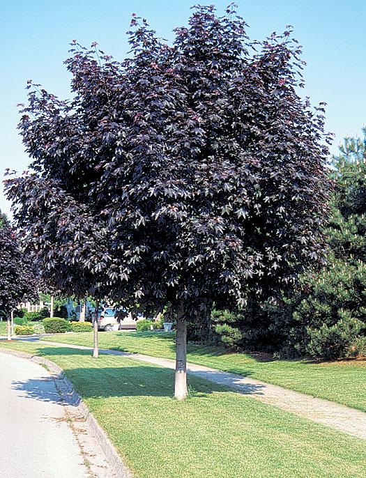 Acer platanoides Crimson King