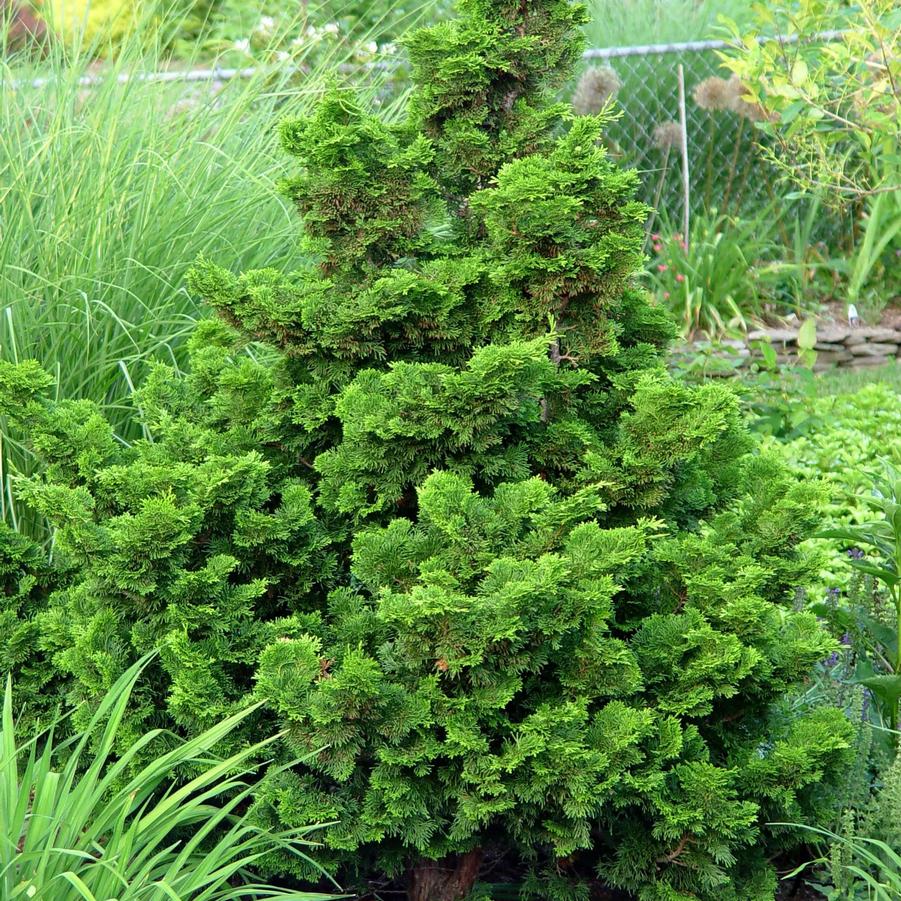 Chamaecyparis obtusa Gracilis Compacta