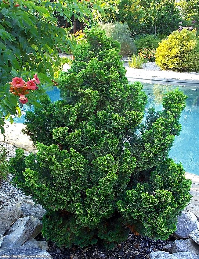Chamaecyparis obtusa Nana Gracilis