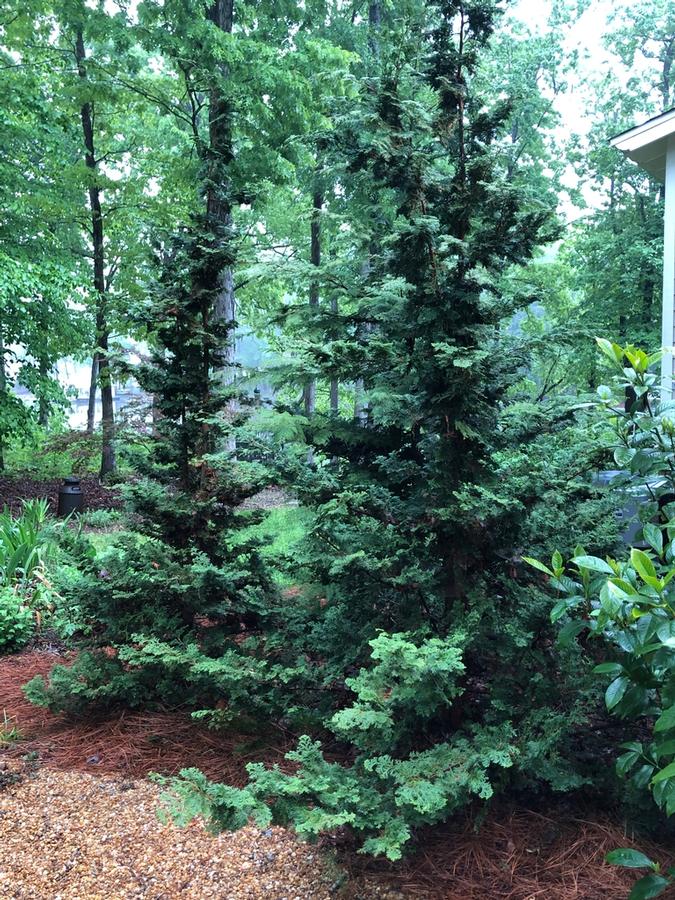 Chamaecyparis obtusa 