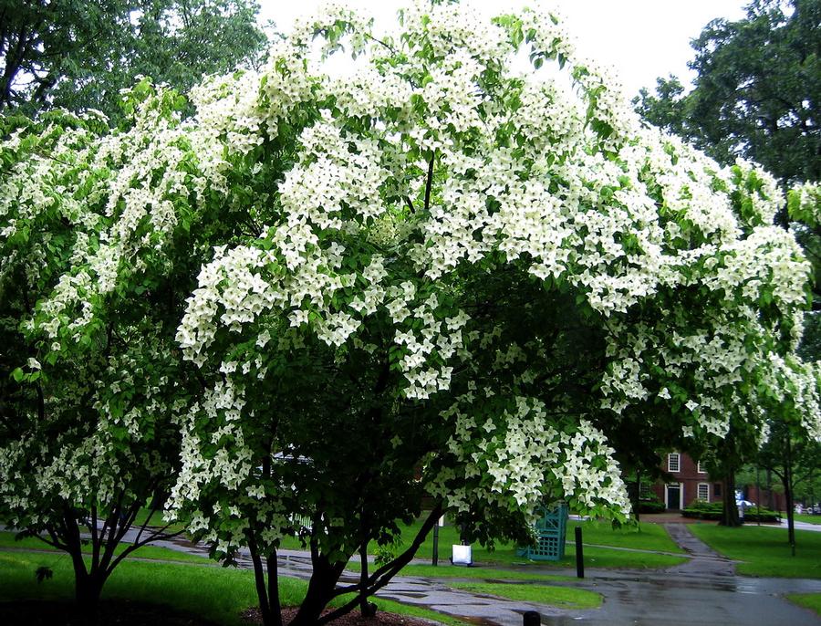 Cornus kousa 