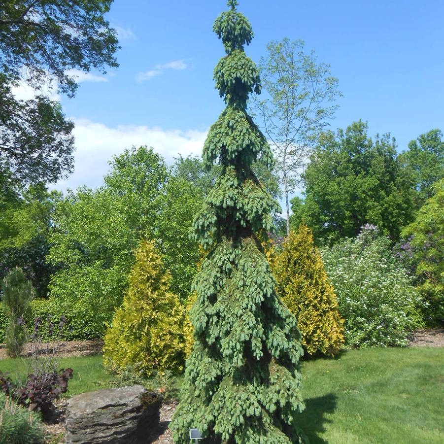 Picea glauca Pendula
