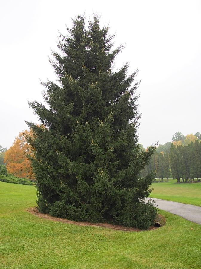 Picea orientalis Gowdy