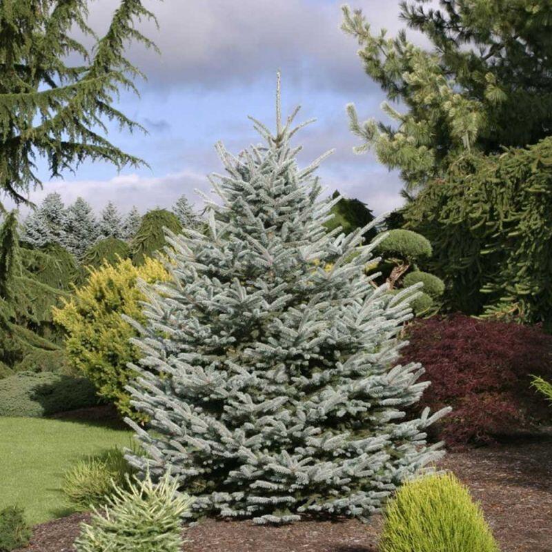 Picea pungens Fat Albert